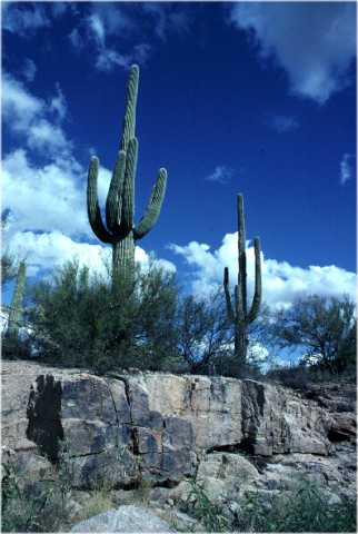 Saguaro cactus -Sonora Desert, Arizona USA 1993-