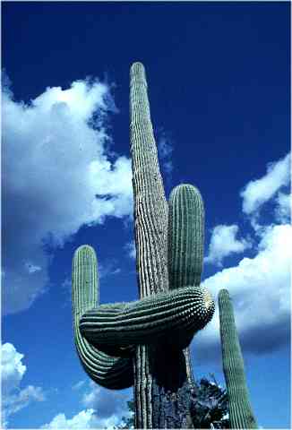 Saguaro cactus -Sonora Desert, Arizona USA 1993-