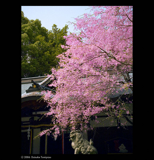 NKobe Hokura Shrine Cherry flower 1
